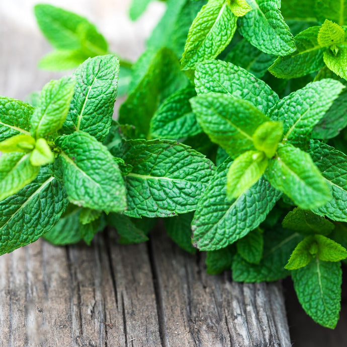 The benefits of L-Theanine and Lemon Balm