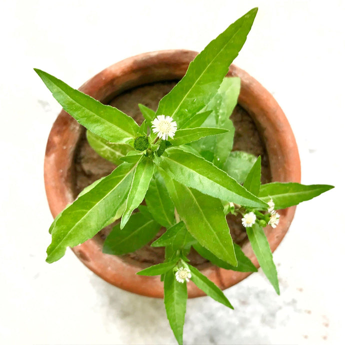 Bhringraj Herb Health Benefits and How to Use It