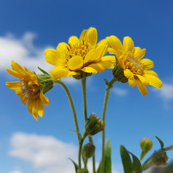 Arnica Oil: What it is and its Benefits
